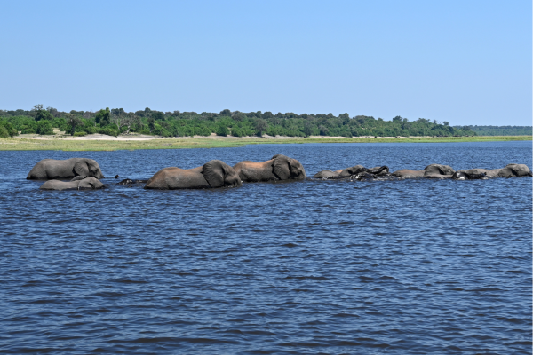 Chobe_rivier_olifanten die oversteken