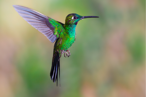 Kleurrijke kolibrie in het nevelwoud van Ecuador, zittend op een bloem te midden van tropische vegetatie.