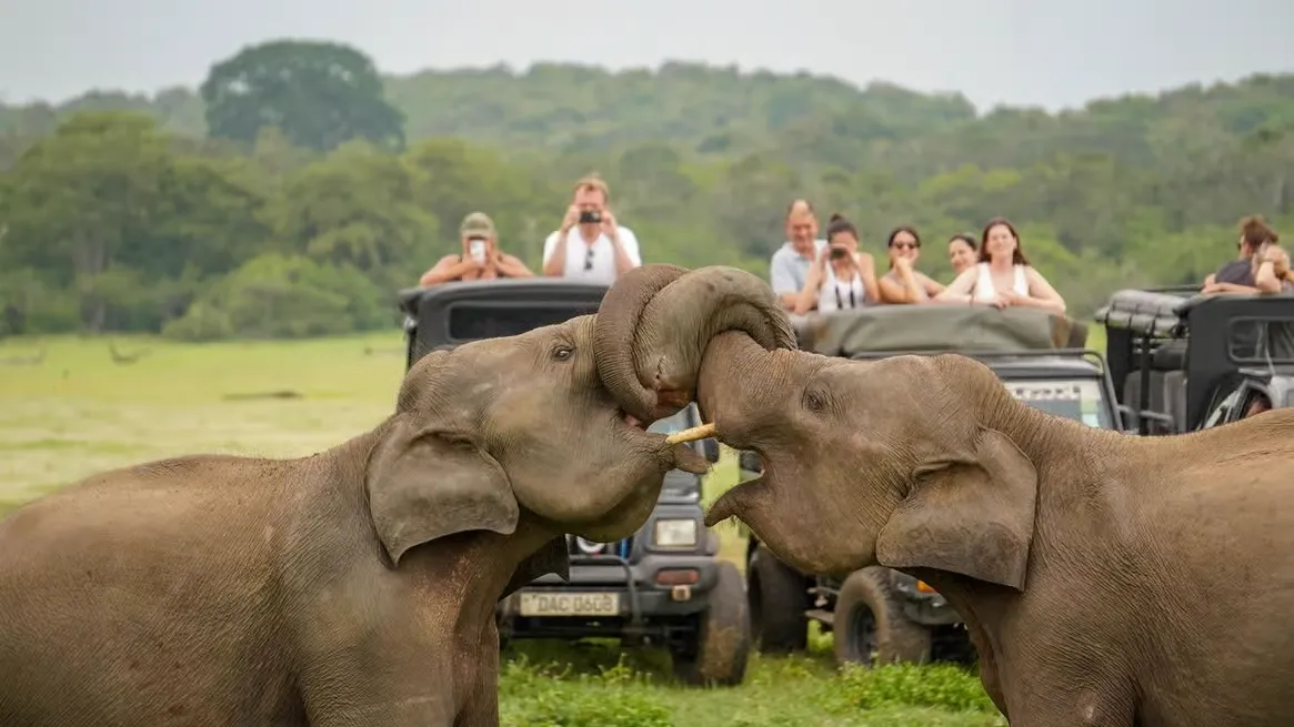 Jeep tijdens een safari door Minneriya National Park in Sri Lanka