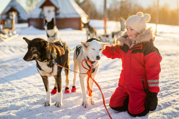 Wandeling met honden in Lapland tijdens rondreis in Rovaniemi door besneeuwd bos