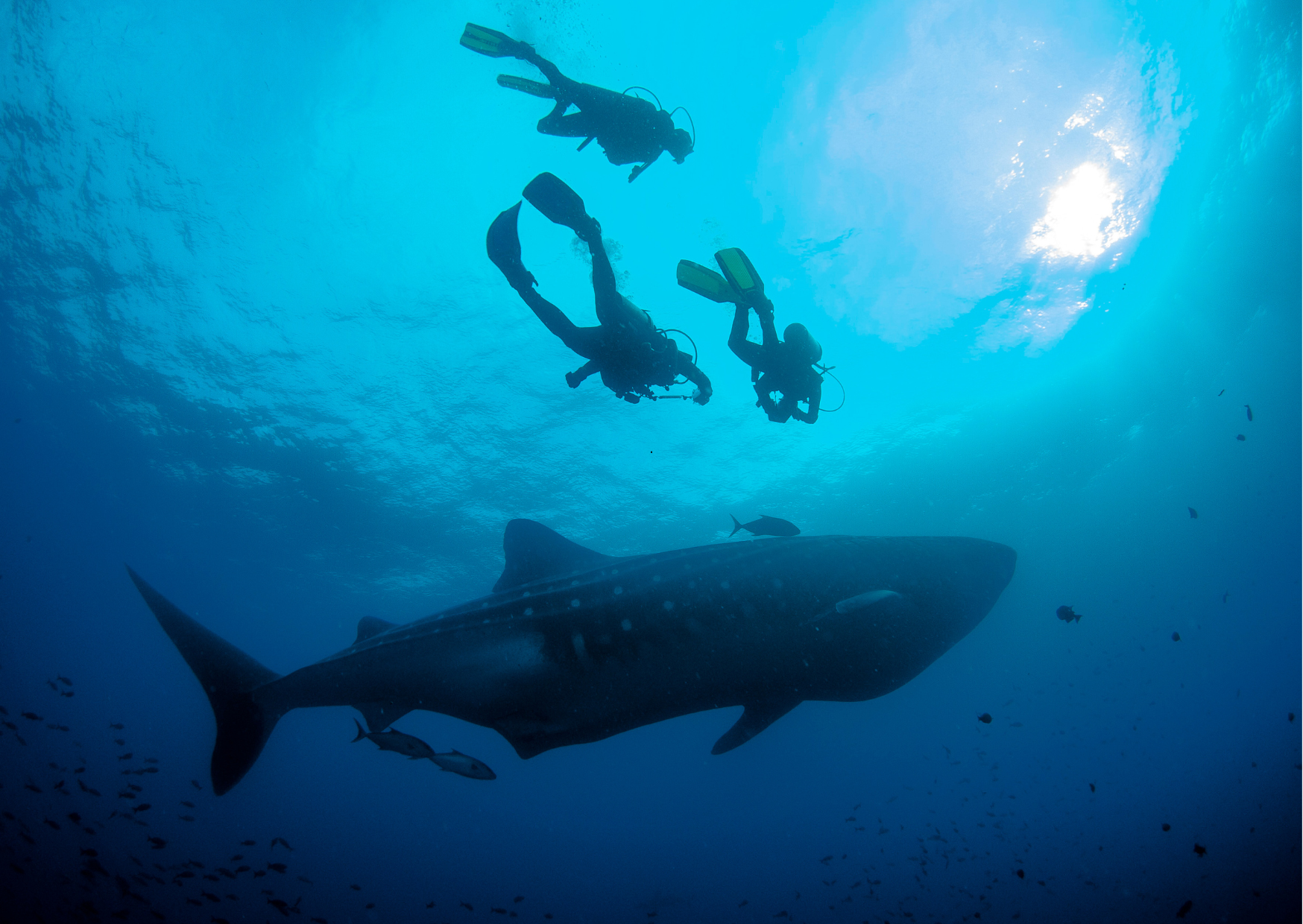 Galapagos - Walvishaai tijdens duiken - zwemmend in open oceaan
