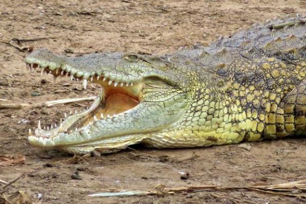 Croc-@-KAZINGA-CHANNEL-BOATCRUISE.j