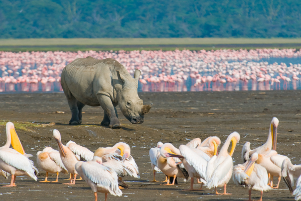 Wilde neushoorn met een grote groep flamingo’s op de achtergrond in Lake Nakuru National Park