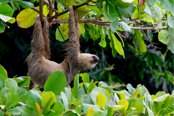 Drieteenluiaard in het tropische regenwoud van Costa Rica.