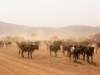 Namibie_Cattle country_Koeien op de weg
