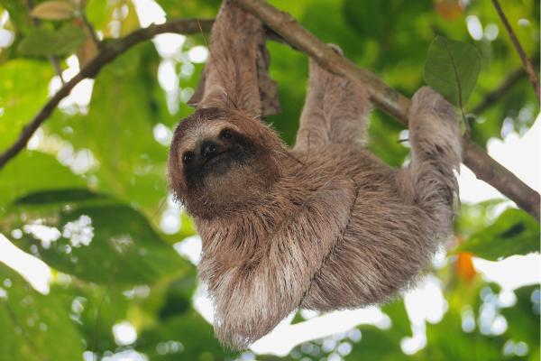 Luiaard in het tropische regenwoud van Tortuguero National Park in Costa Rica.