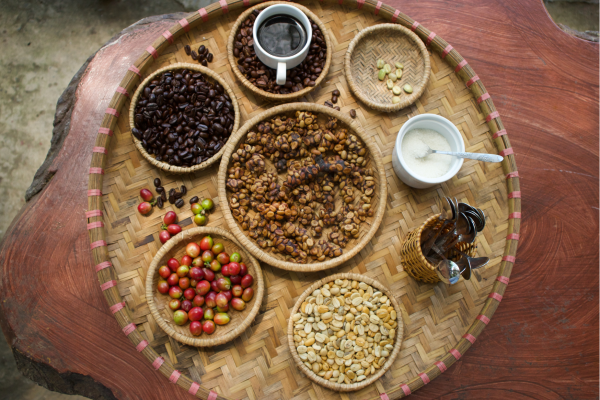 Kopi Luwak bonen op traditionele koffieplantage bij Ubud Bali