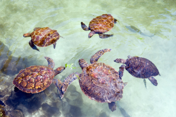 “Zeeschildpadden in zee bij Zanzibar, populaire snorkelplek