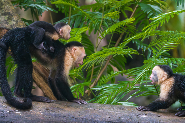 Route door het nevelwoud van Braulio Carrillo National Park op weg naar Tortuguero.