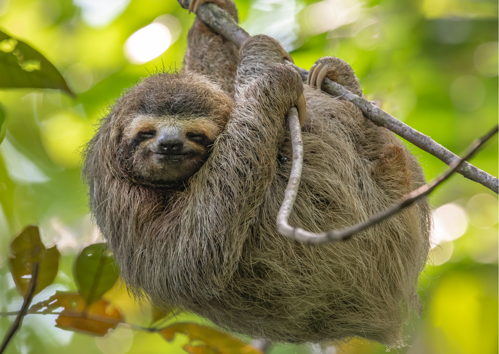 "Luiaard in de regenwouden van Costa Rica, ontspannen hangend in een boom in het tropisch junglelandschap."