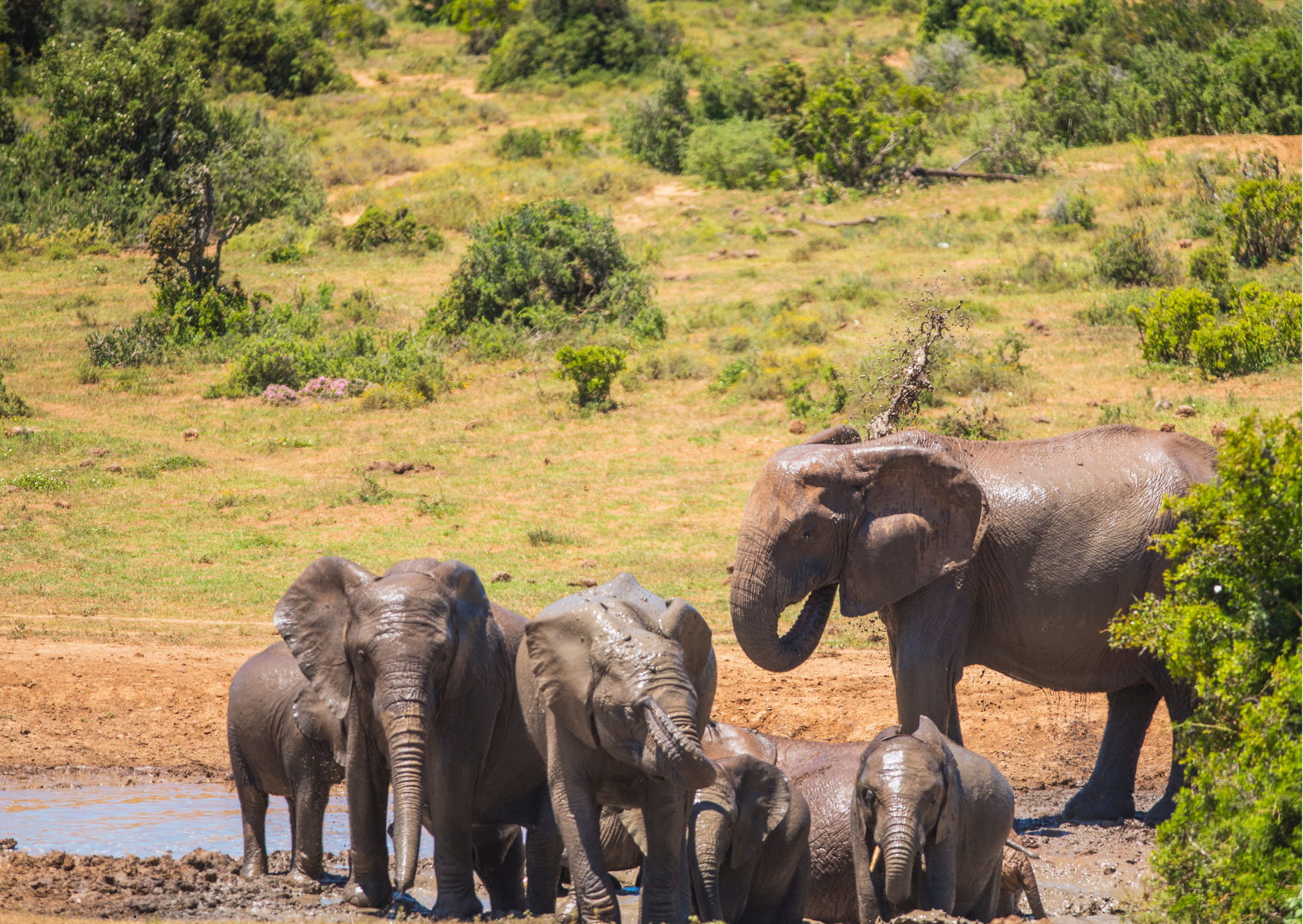 Addo National Park_Olifanten die zich wassen