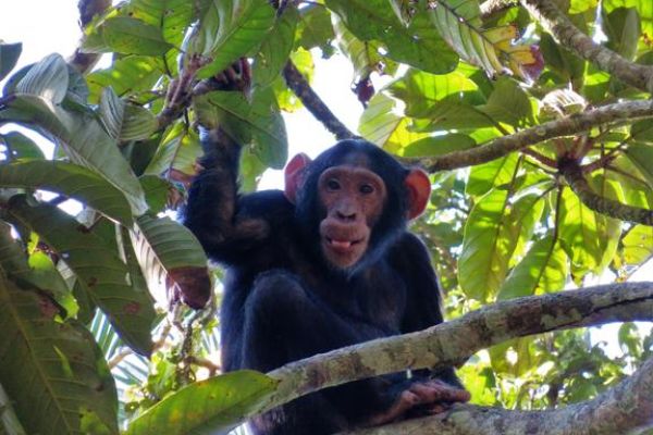Chimpansee trekking in Kibale Forest, Oeganda: een bijzondere wandeling door dicht regenwoud op zoek naar wilde chimpansees.
