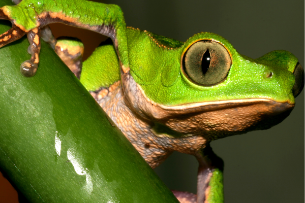 Jungle wildlife in de Amazone van Ecuador, met tropische vogels en dieren in hun natuurlijke leefomgeving.