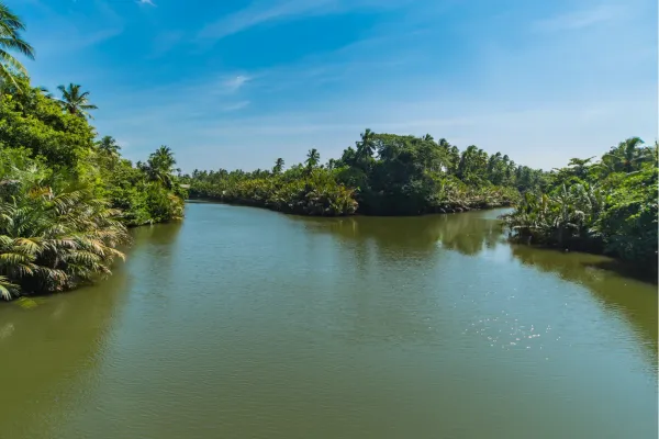 Muthurajawela Wetlands met tropische begroeiing en water in Sri Lanka