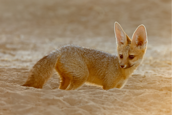 Algemeen_Vosje_Mariental Kalahari_Namibie