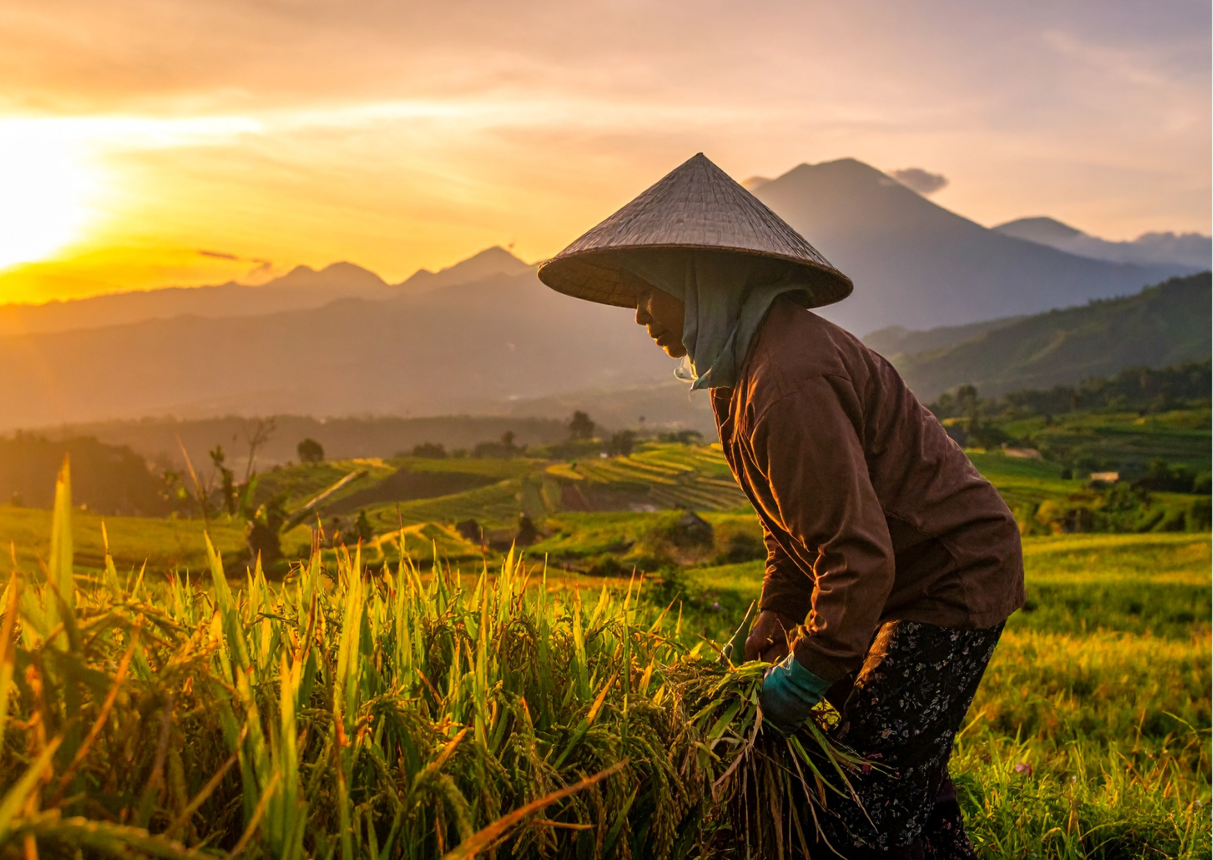 Bali_vrouw aan het werk op rijstveld plantage in Bali