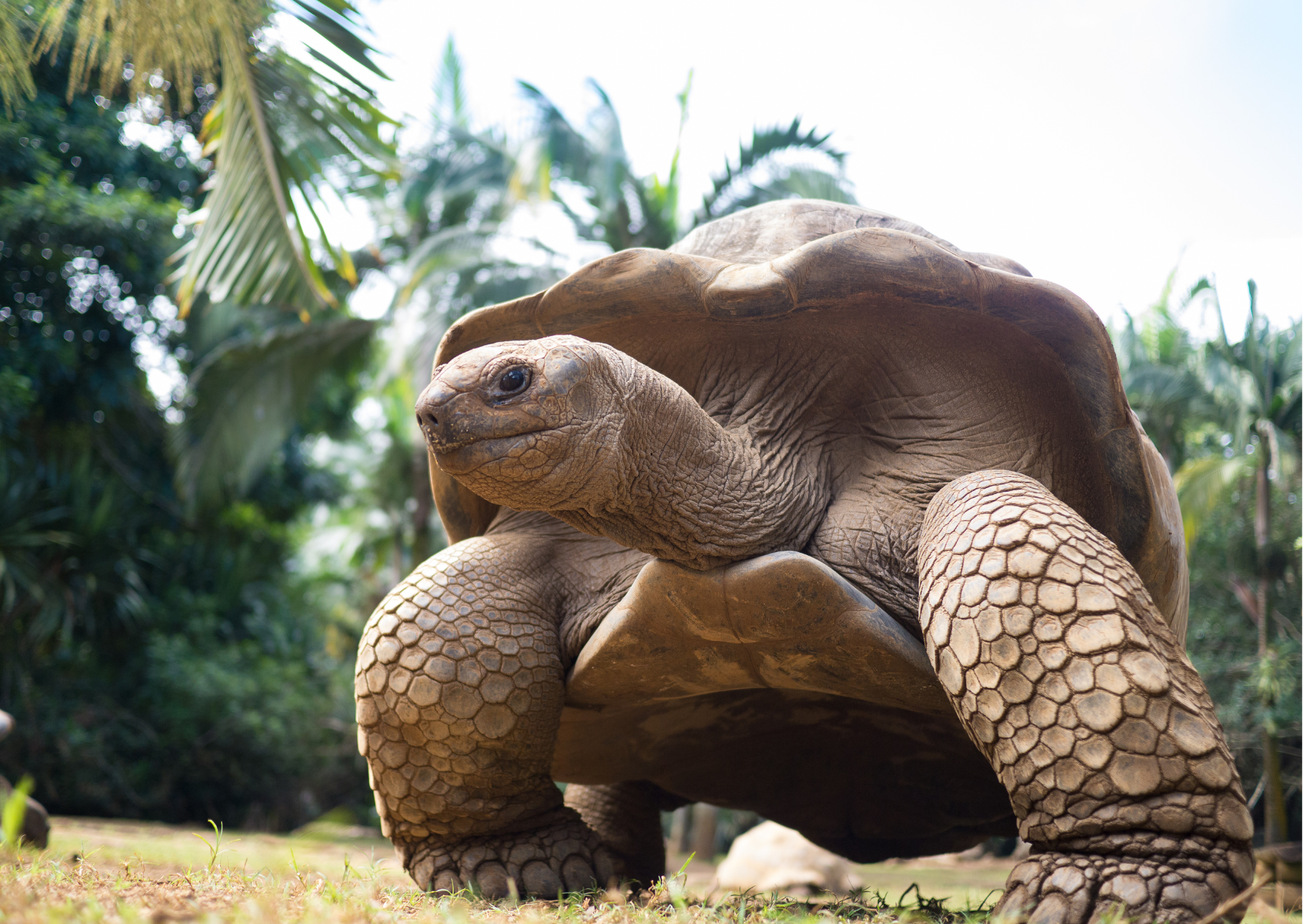 Mauritius Oeroude schildpad