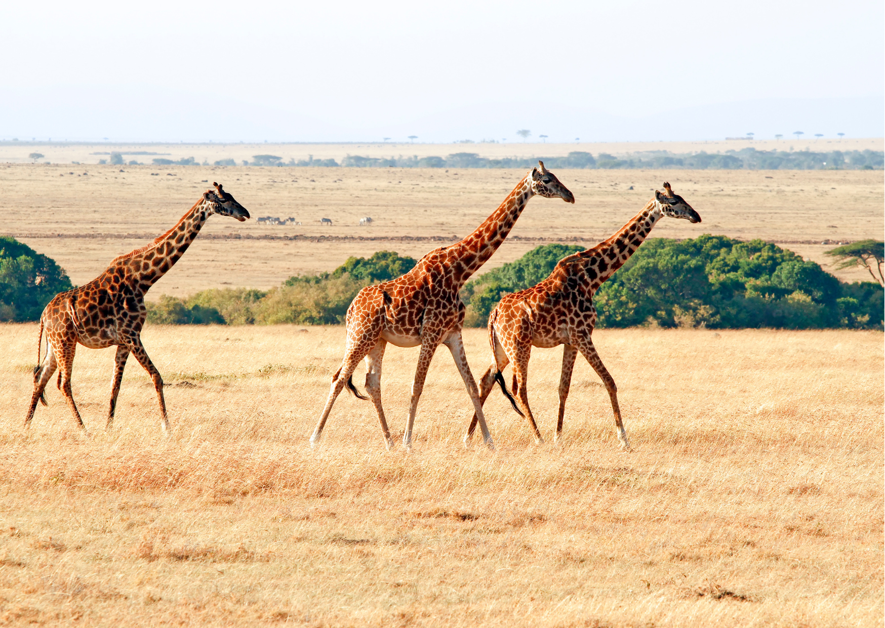 Tanzania_Savanne_Giraffe