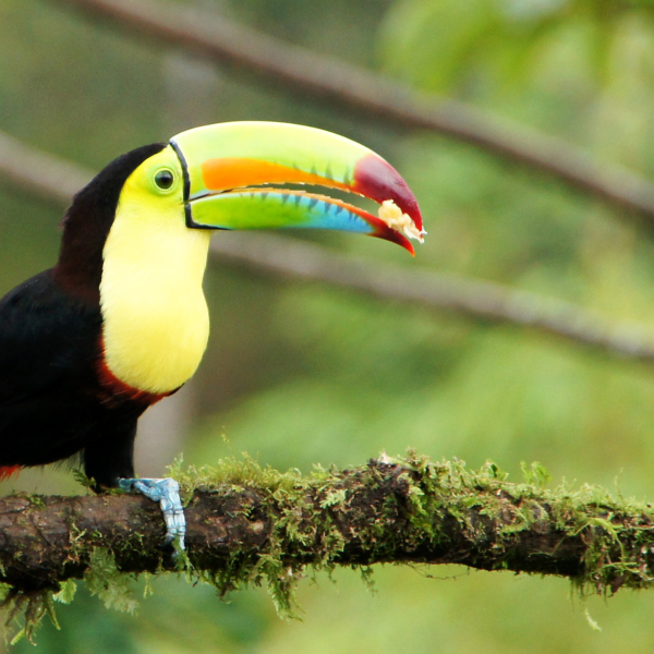 Costa RIca_Tucan