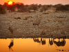 Etosha_National Park_Namibie