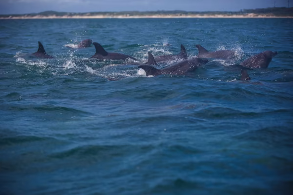 Walvis bay“Dolfijnen springen naast boottocht Walvis Bay – zee-ervaring Namibië.”