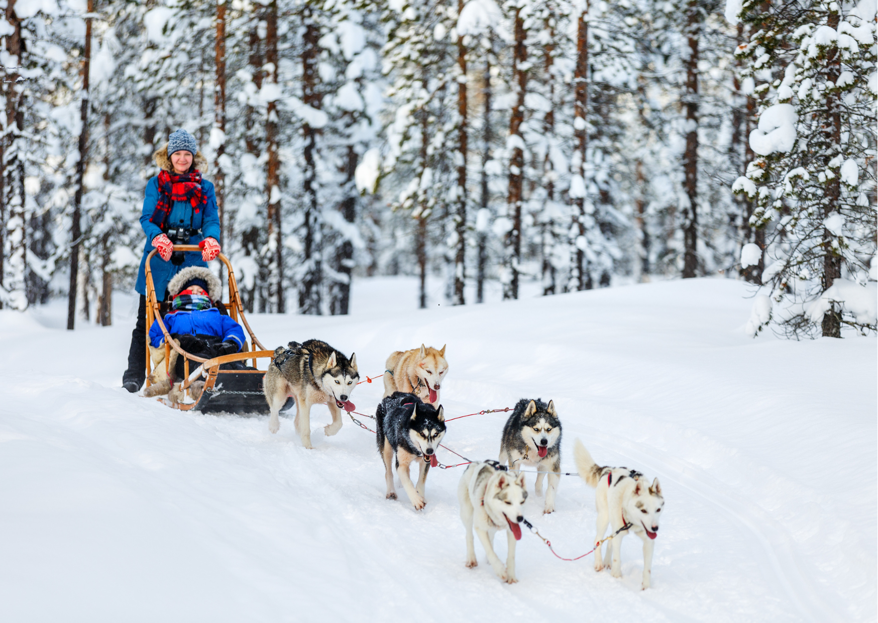 Huskysafari in Lapland tijdens rondreis 5 dagen in Rovaniemi door besneeuwd landschap