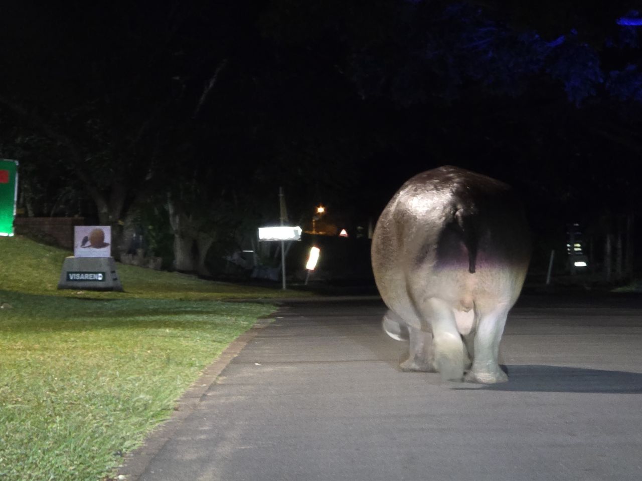 Hippo in straat St. Lucia