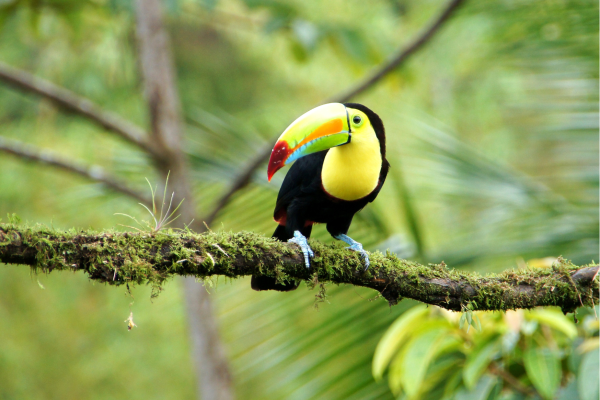 Wandelpad door het regenwoud van Tenorio Volcano National Park in Costa Rica.