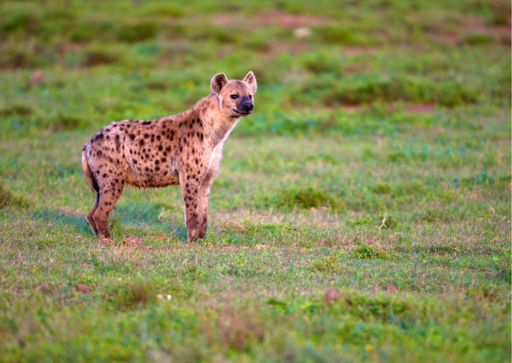 Addo_Hyena