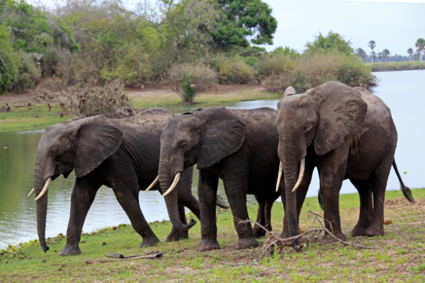 “Afrikaanse olifanten drinken bij rivier in Nyerere National Park (Selous)”
