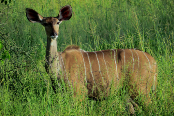 “Antilope in Selous Game Reserve, Tanzania, tussen de savannevegetatie”