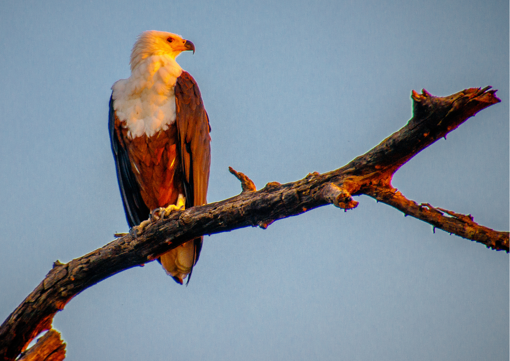 Chobe National Park_Havik op boomstam