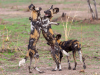 Tanzania_Wilde hond_Beschemd_Mkomazi