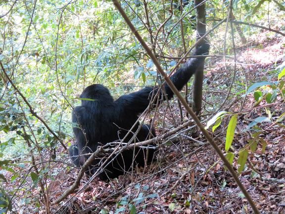 Berggorilla in Bwindi Impenetrable Forest tijdens gorilla trekking in Oeganda.