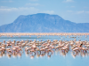 Tanzania_Lake Natron_Flamingo's