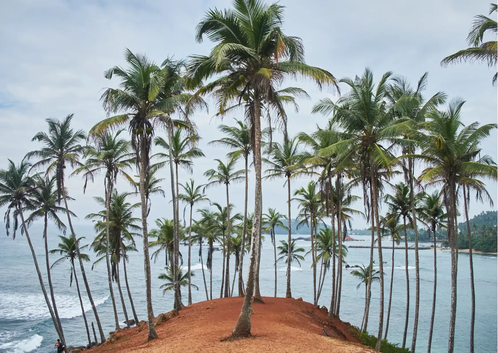 Coconut Tree Hill met palmbomen aan de kust van Mirissa in Sri Lanka