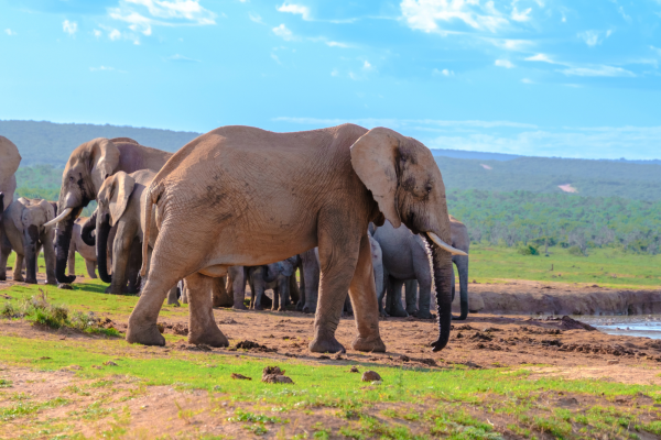 Addo National Park - groep olifanten