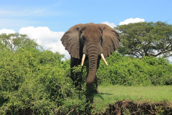 ochtend-game-drive-in-de-Kasenyi-Plains-van-Queen-Elizabeth-National-Park