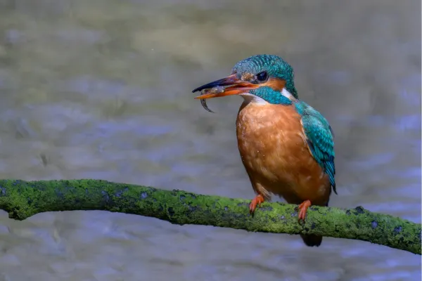 Kleurrijke ijsvogel, een vogelsoort die voorkomt in de wetlands van Sri Lanka