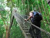 16-daagse rondreis Maleisië met Taman Negara en Pangkor Reiziger loopt over een hangbrug tussen de bomen in Taman Negara