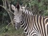 Zebra in Hluhluwe