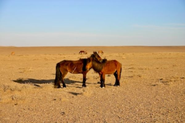 Garub - “Wilde paarden bij bij Garub in de Namib – uniek Namibië.”