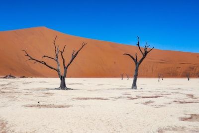 “Versteende bomen in Deadvlei met rode zandduinen in de Namibwoestijn, Namibië.”