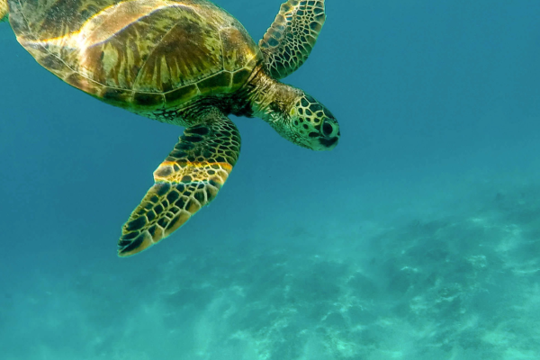 Gili Trawangan_Schildpad