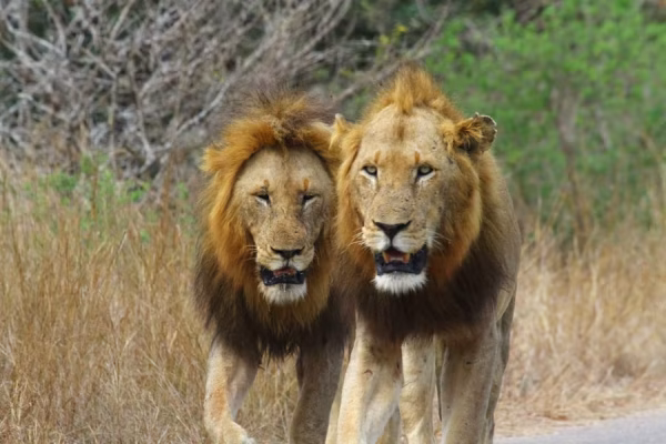 Leeuwen in de ochtend bij Pilanesberg Zuid-Afrika rondreis