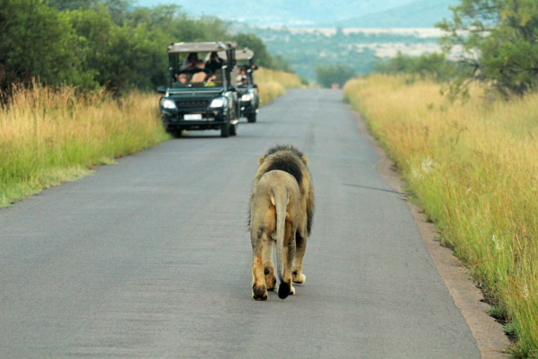 Madikwe Leeuw loopt op weg tijdens gamedrive Zuid-Africa
