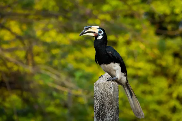 Zwart-witte neushoornvogel op een paal met een groene achtergrond