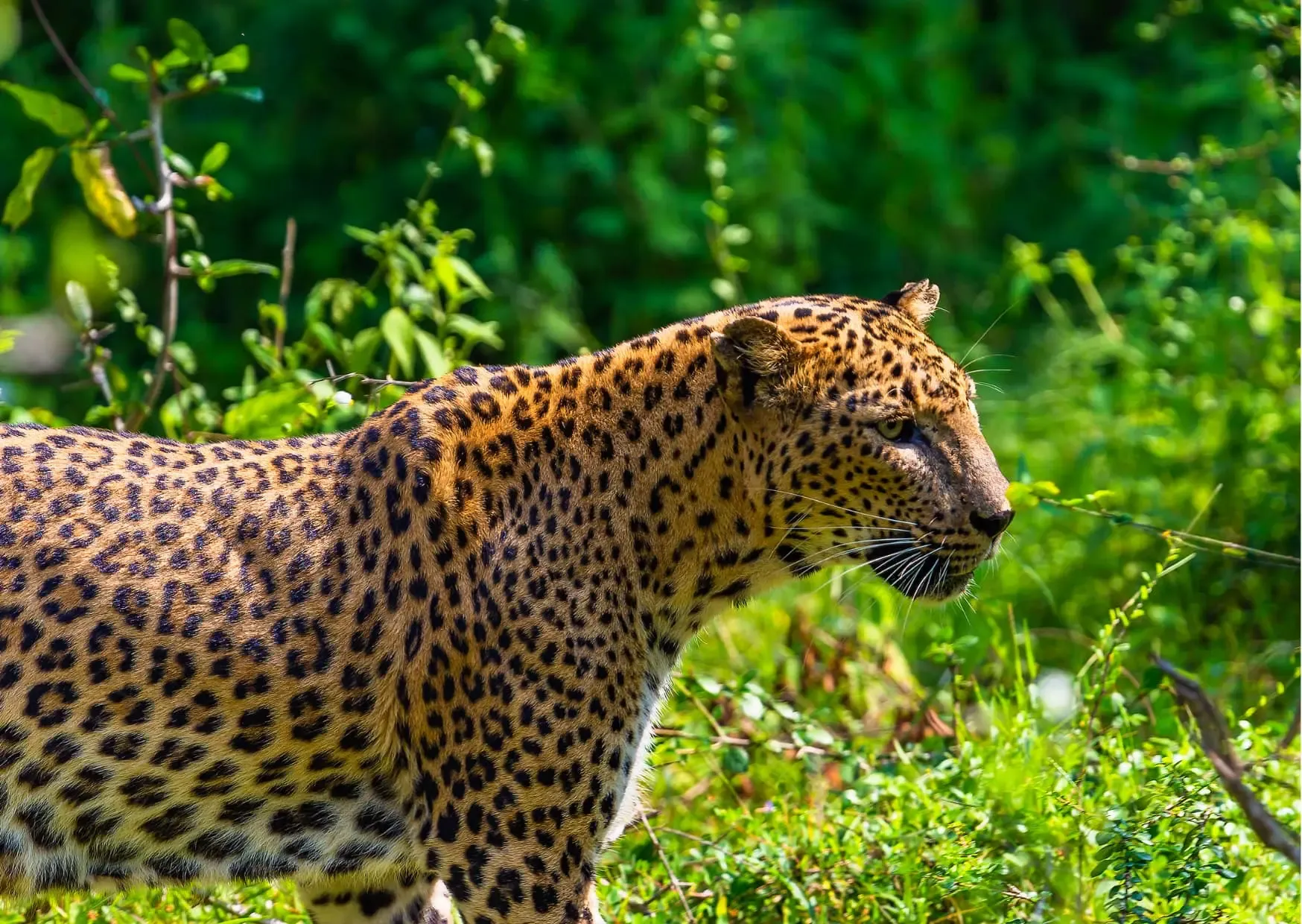 Luipaard in het wild in Yala National Park, Sri Lanka