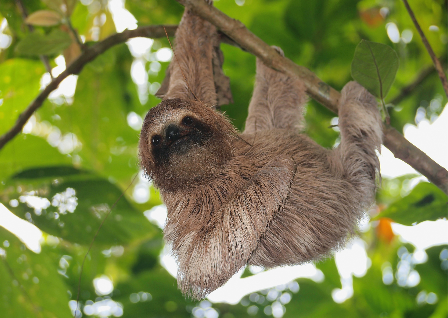 Luiaard in het tropische regenwoud van Tortuguero National Park in Costa Rica.