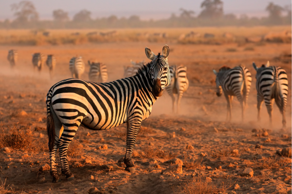 Amboseli National Park_Zebra in de ochendmist